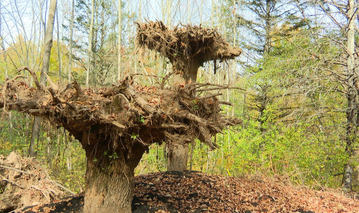 Fredericton植物園倒插三棵白蠟樹　害蟲枯木變自拍地標